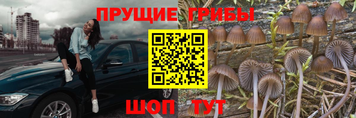 Галлюциногенные грибы Psilocybe Зеленокумск